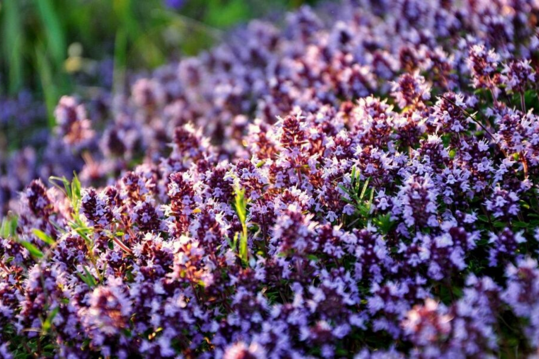 thyme to enhance potency